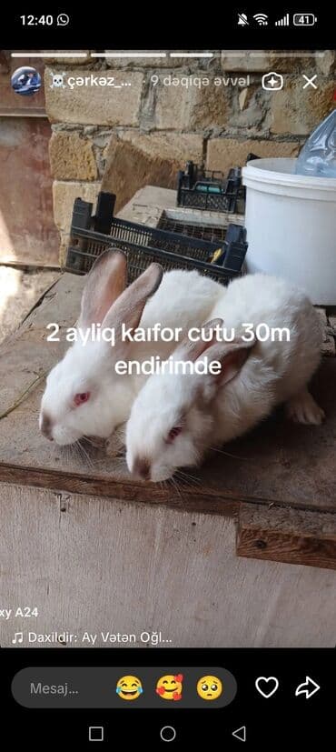 ev dovşanı: Kaliforniya dovşanlari satılır 30m endirmindedir temiz qan — 1