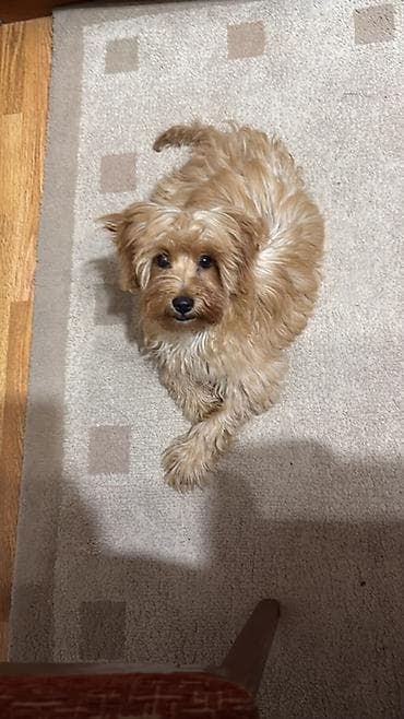 İtlər: 3 ay, Peyvəndli, Rayonlara çatdırılma — 2