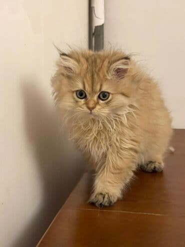 cins pişik: Britan — 4