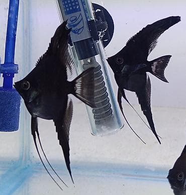 qara kanada: Mələk balığı (skalyari), Sülhsevər, Ödənişli çatdırılma — 5