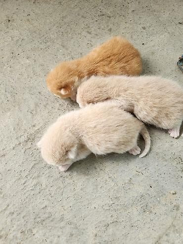 15 gunluk piwik balalari pulsuz verilir yaxwi ellere pulsuz verilir — 4
