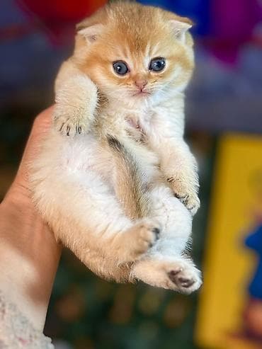 pisik sekileri: Şotland — 8