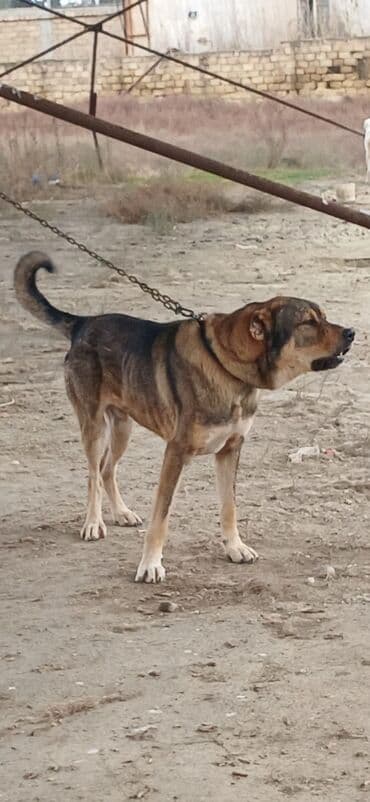 balaca it şəkilləri: Qurdbasar, 2 il, Erkek, Peyvəndli, Ödənişli çatdırılma — 4