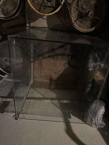 bala pişik: Şüşə akvarium
 Barter ederem toyugla teklifler maraglirdir — 3