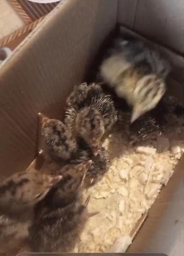 cüce: Bildirçin cücələri, Ətlik — 1