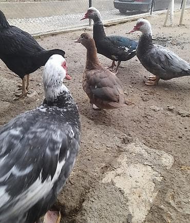 kayuqa ordek: Lal ördəklər satılır. Qiyməti razılaşma yolu ilə — 1