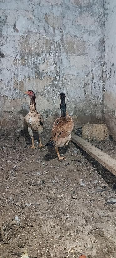 col toyuğu: Toyuq, Damazlıq — 4