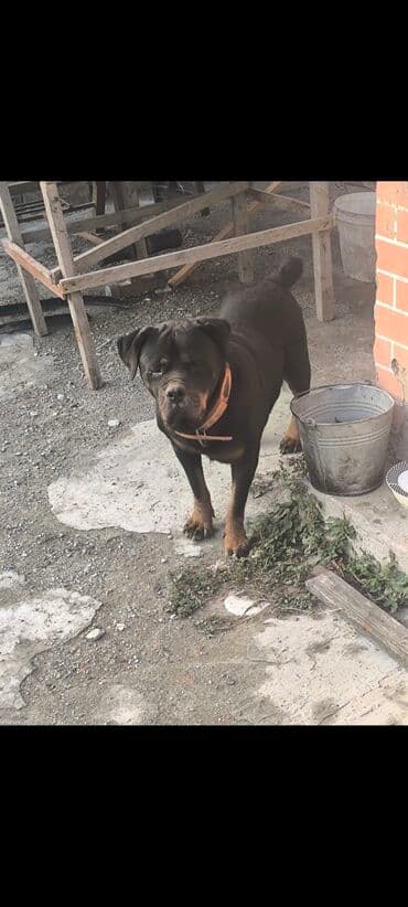 сетка для клетки попугая: Ротвейлер, Самка — 2