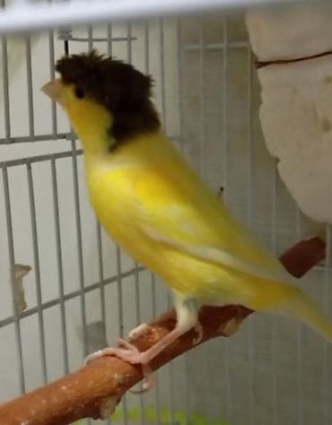 Gəmiricilər: Bülbül cavan ərkək — 2