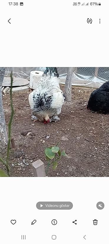 Keçilər, çəpişlər: Toyuq, Brama, Damazlıq — 9