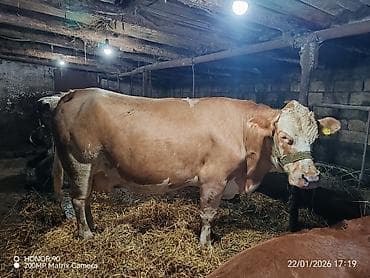 С/х животные и товары: Самка, лет: 4, 1200 кг, Для молока, Платная доставка — 2