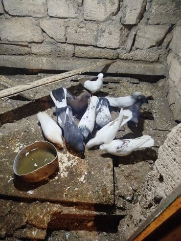 şahin quşunun qiyməti: Ev göyərçinləri – müxtəlif rəng və naxışlarda Məhsul təsviri: - — 3