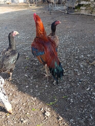 it yem: Xoruz, il: 2, Ödənişli çatdırılma — 2