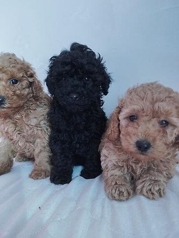 itler satilir: Pudel, 2 ay, Erkek — 4