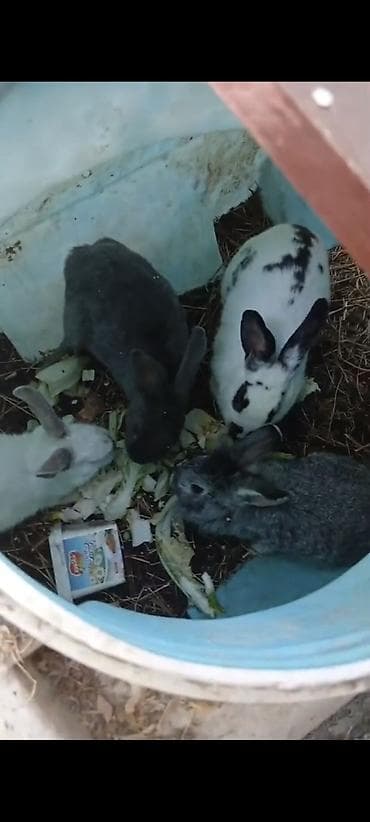 3 dişi 1 erkək. ünvan şüvəlan. barter toyuq cücəylə lalafo.az -da 3 dişi 1 erkək. ünvan şüvəlan. barter toyuq cücəylə