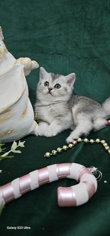 balaca pisik satisi: Qızıl şinşilla, Erkək, Dişi, Ünvandan götürmə — 6