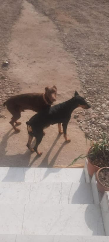 Digər heyvanlar: Doberman — 1