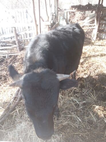 Другие животные: Самец, лет: 1, Для разведения — 1