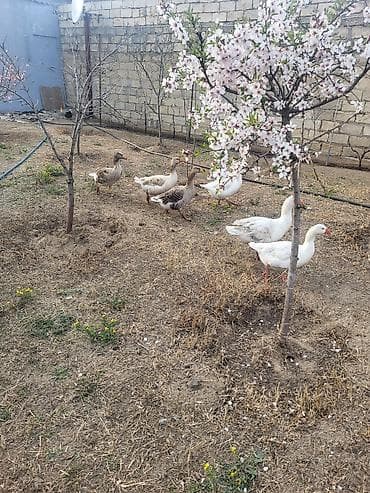 pisik ucun bit dermani: Qaz sürüsü satılır - Növ: Ağ və boz yerli qazlar (qarışıq rənglər) - — 7