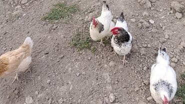 UAZ: Salam toyuqlar satilir 15 manata diri 16 manata hazir 9 mantada var — 2