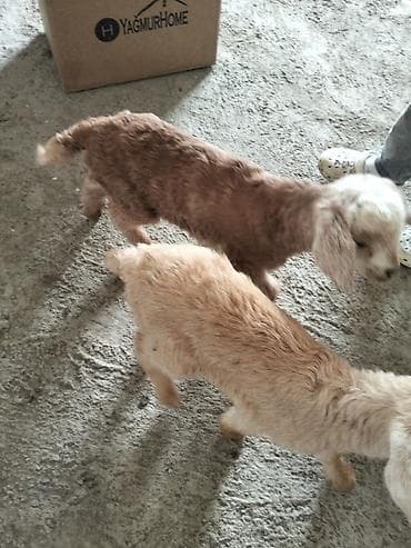 Mal-qara: Çəpiş iki eded bir aylıq südlə baxiliq cins kecinin balasidi.unvn — 3