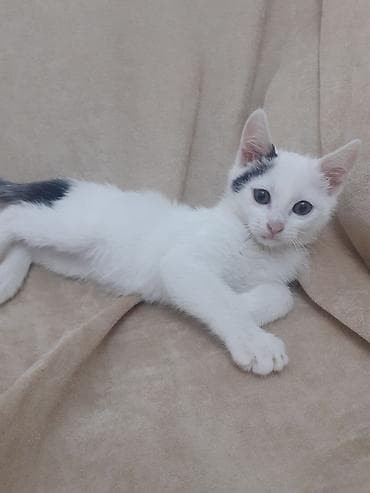 shotland pisik: Erkək, Yaxşı əllərə — 4