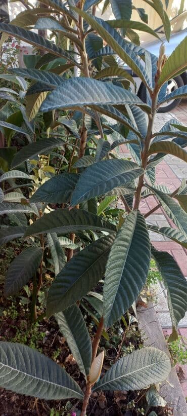 banan ağacı satılır: Yapon əzgil ağacı.böyük və balacalar var 5m.7m — 1