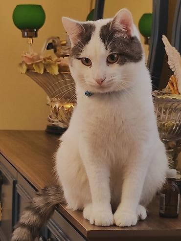 pitbul balasi satilir: Erkək, Yaxşı əllərə — 1