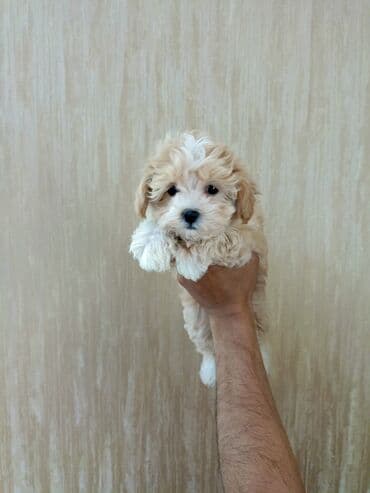 где можно купить собаку мальтипу: Bişon Frize, 1 ay, Dişi — 2