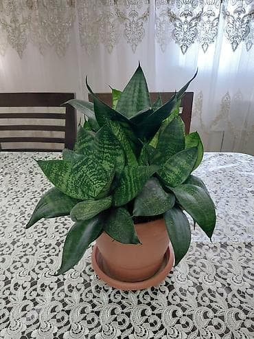 nokia yarpaq: Sansevieria (Qayın dili) – dekorativ otaq bitkisi • Növ: Sansevieria — 1