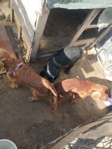 pitbul itleri: İrland Setter cinsi itlər koker spangel erkək bir yaş barterdə var — 5