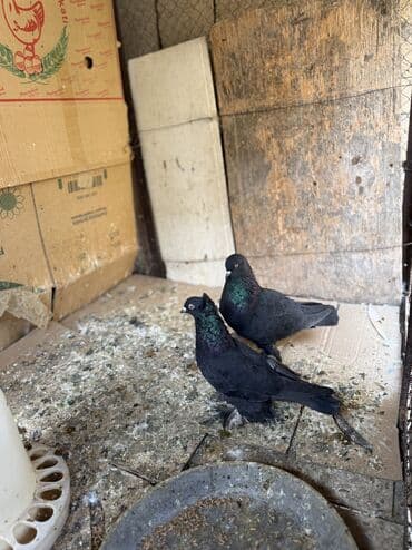 goyerçin: Hamisi 35 azn ciddi alicilar yazsin — 2