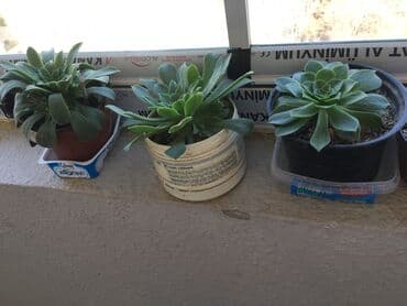 dipçək: Dipcək ev bitkileri qiymətlər 5 manatdan başlayir — 7