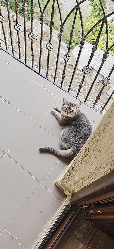 Şinşilla, Erkək