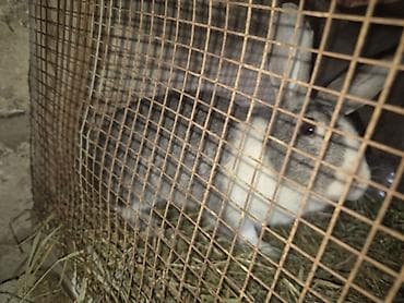 dovşan qəfəsləri: Boz-ağ rəngli dişidi aşaqa yeri var — 2