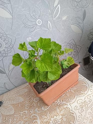 Otaq bitkiləri: Pəncərə qutusu üçün ətli saksı bitkisi – 2 köklü pelargonium — 1