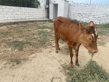 tap.az danalar: Dana, buzov, Dişi, ay: 8, Damazlıq — 2