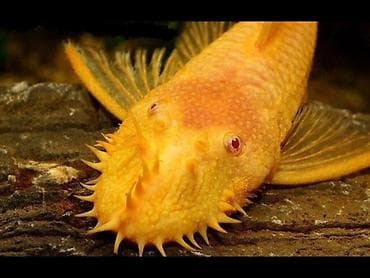 farel balıq: Qızılı Bristlenose Pleco (Ancistrus sp., “Antensiz”/“Sakalcı” som — 1