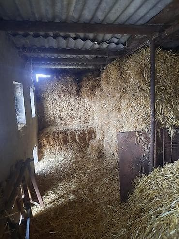 at balası: Saman – taxçalı balyalar - Quru, təmiz və xırda doğranmış saman — 1