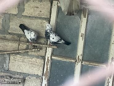 muhabbet quş: Ağ və qarışıq rəngli ev göyərçinləri – dam və həyət üçün - Növ: ev — 3