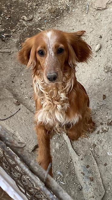 amerikalı koker spaniel: Koker spaniyel, 1 il, Erkek, Peyvəndli, Ödənişli çatdırılma — 1