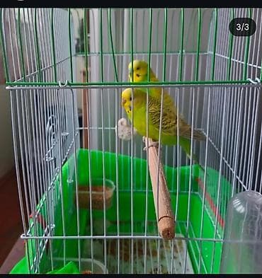 Heyvanlar üçün mallar: Dalmatinka cüt dalğalı tutuquşu və qəfəs dəsti.Qefes birge verilir - — 2