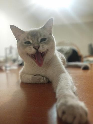 Pişiklər: Erkək, Yaxşı əllərə — 6