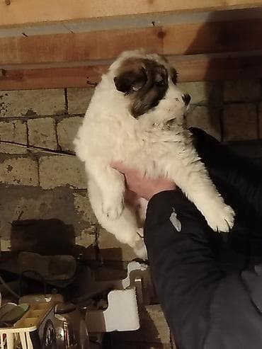 Quşlar: Qurdbasar, 1 ay — 2