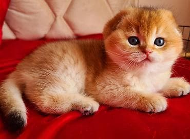 Şotland yastı qulaq — 3