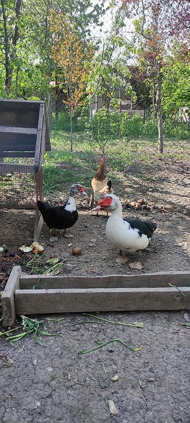 kayuqa ordək: Erkək, | Lal ördək, Ətlik — 2