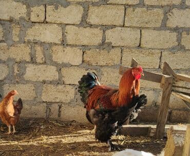 Akvariumlar: Xoruz, Brama, il: <1, Ünvandan götürmə — 5