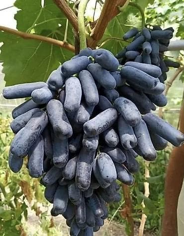 Bitki yağı: Avatar üzüm tingləri satılır. Ünvan Buzovna qəsəbəsi. Şəhərin bəzi — 1