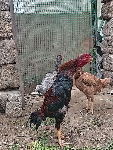 heyratı samo: Salam aleykum Allah hamının malına bərəkət versin gördüyünüz bu beçə 9 — 2