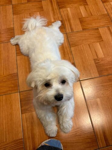 it geyim: Ağ tüklü, kiçik ölçülü ev iti – Maltipoo tipli (Maltese x Poodle) — 2